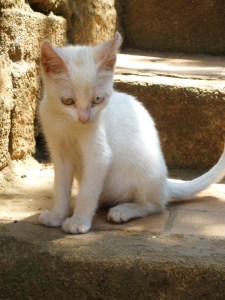 Morocco Submission 3 SL