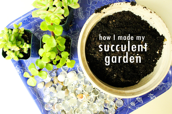 How I made my succulent garden